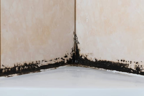 Uncover the Do's and Don'ts When Facing Black Mold